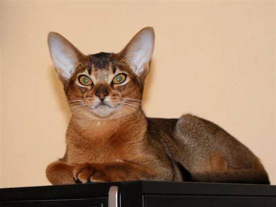 Абиссинская Кошка Фото И Цена Авито