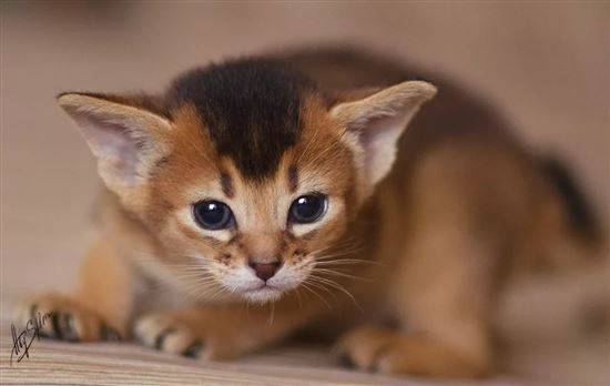 Абиссинская Кошка Фото И Цена Авито