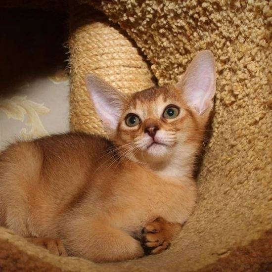 Абиссинская Кошка Фото И Цена Авито