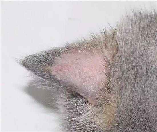 Лишай У Кошек На Ушах Фото Признаки